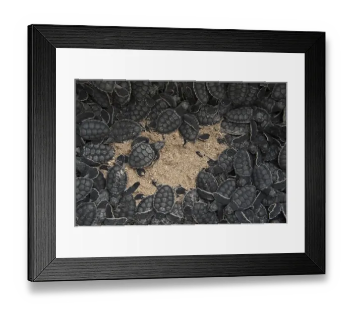 Framed Print : Green Turtles (Chelonia mydas) hatchlings for release Akumal Turtle Project Framed Print : Green Turtles (Chelonia mydas) hatchlings for release Akumal Turtle Project