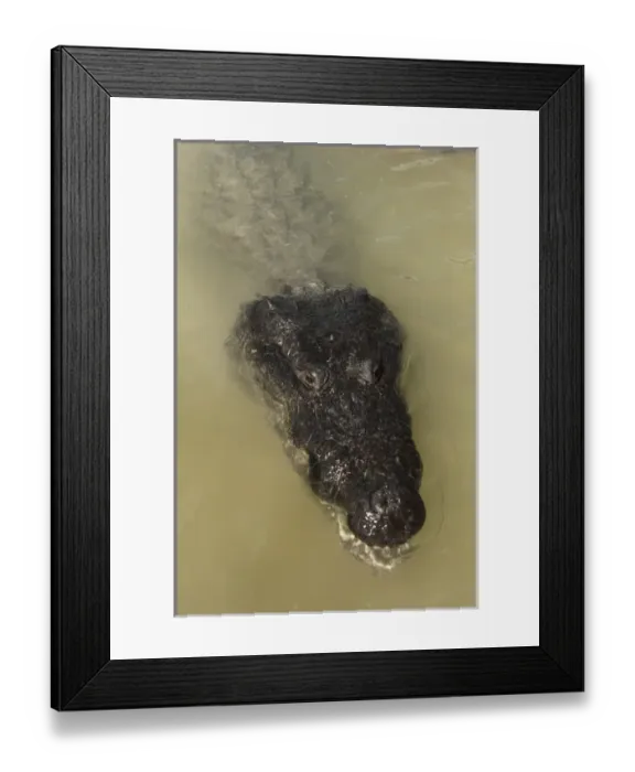 Framed Print : Morelets Crocodile (Crocodylus moreletii) Coba Quintana Roo Framed Print : Morelets Crocodile (Crocodylus moreletii) Coba Quintana Roo