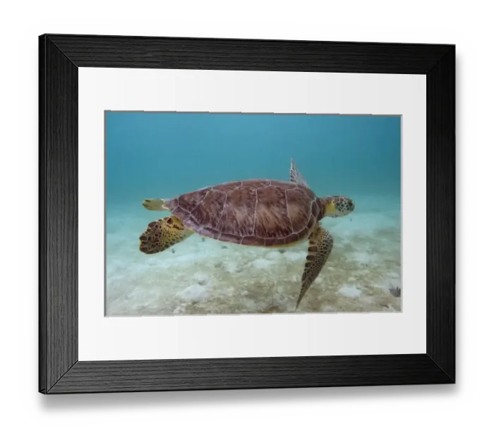 Framed Print : Green Turtle (Chelonia mydas) Sian Ka an Biosphere Reserve Quintana Roo Framed Print : Green Turtle (Chelonia mydas) Sian Ka an Biosphere Reserve Quintana Roo
