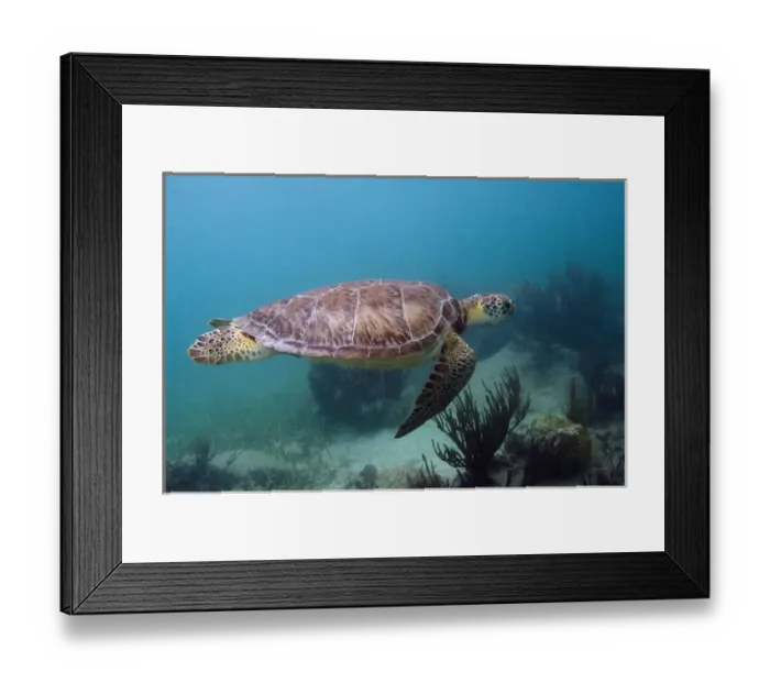 Framed Print : Green Turtle (Chelonia mydas) Sian Ka an Biosphere Reserve Quintana Roo Framed Print : Green Turtle (Chelonia mydas) Sian Ka an Biosphere Reserve Quintana Roo