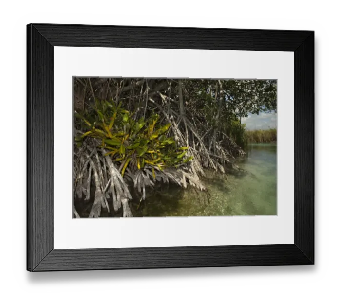 Framed Print : Red Mangrove (Rhizophora mangle) & Orchid Sian Ka an Biosphere Reserve