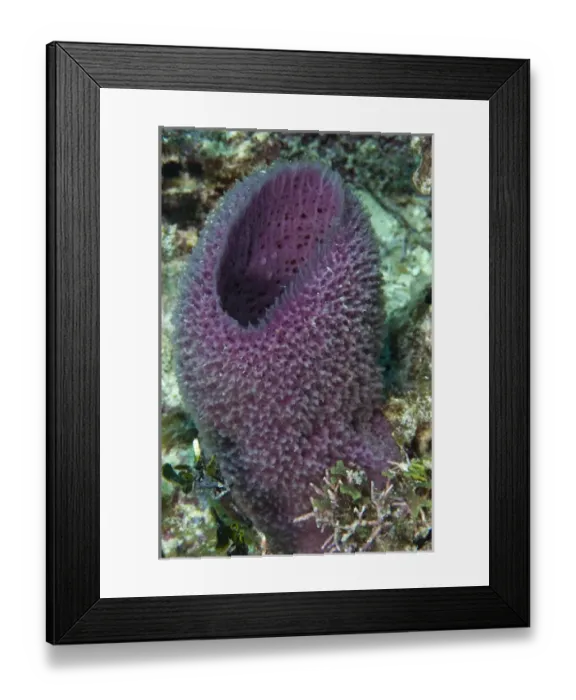 Framed Print : Pink Vase Sponge (Niphates digitalis) Punta Gruesa Sian Ka an Biosphere Reserve Framed Print : Pink Vase Sponge (Niphates digitalis) Punta Gruesa Sian Ka an Biosphere Reserve