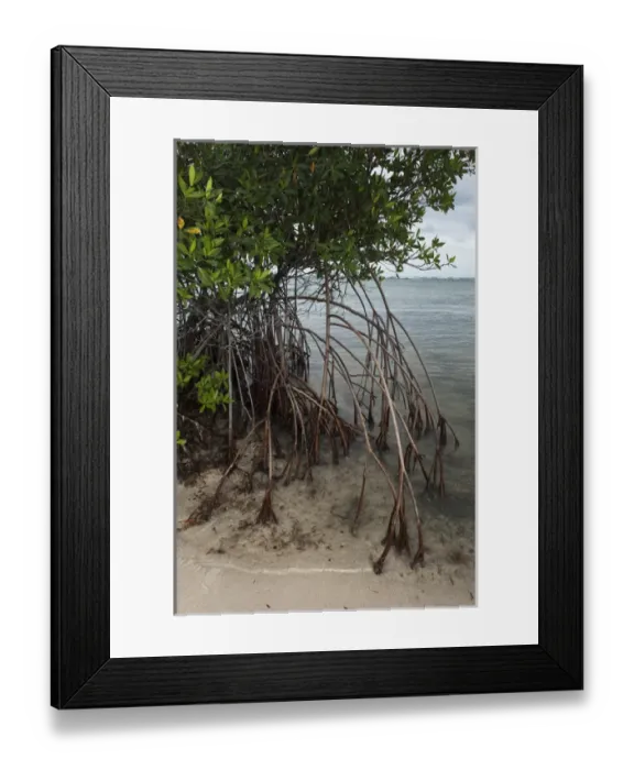 Framed Print : Red Mangrove (Rhizophora mangle) Punta Herrero Mahahual Peninsula Framed Print : Red Mangrove (Rhizophora mangle) Punta Herrero Mahahual Peninsula