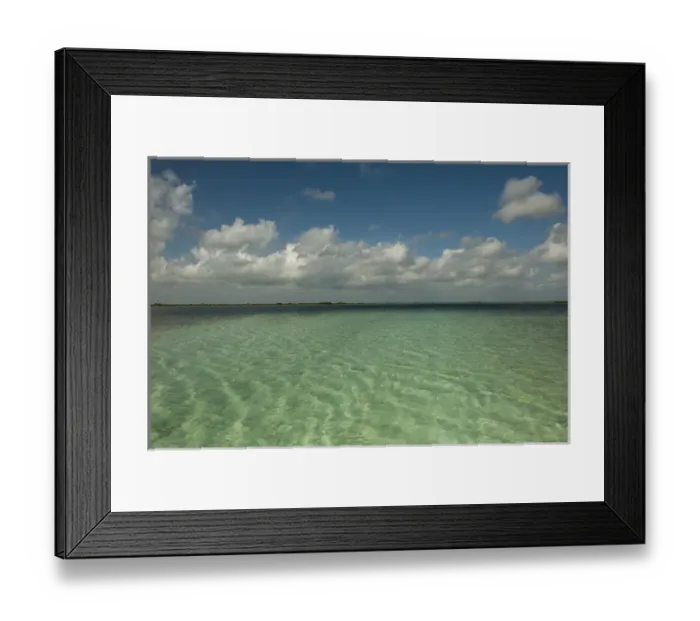 Framed Print : Red Mangrove (Rhizophora mangle) Sian Ka an Biosphere Reserve Framed Print : Red Mangrove (Rhizophora mangle) Sian Ka an Biosphere Reserve