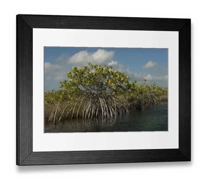 Framed Print : Red Mangrove (Rhizophora mangle) Sian Ka an Biosphere Reserve Framed Print : Red Mangrove (Rhizophora mangle) Sian Ka an Biosphere Reserve