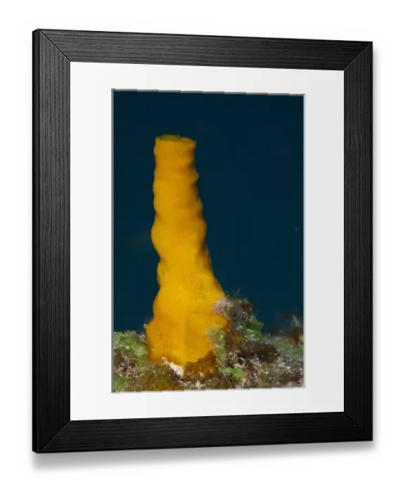 Framed Print : Variable Boring Sponge (Siphonodictyon coralliphagum) Punta Gruesa Framed Print : Variable Boring Sponge (Siphonodictyon coralliphagum) Punta Gruesa