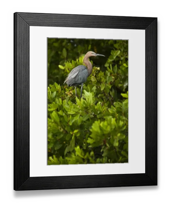 Framed Print : Reddish Egret (Egretta rufescens) Sian Ka an Biosphere Reserve Framed Print : Reddish Egret (Egretta rufescens) Sian Ka an Biosphere Reserve