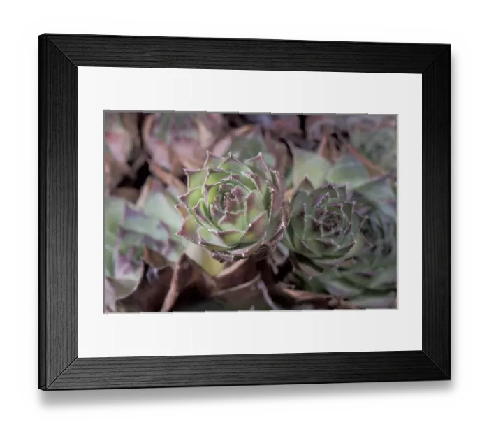 Framed Print : NA, Mexico, Baja Mexico Succulent plant Framed Print : NA, Mexico, Baja Mexico Succulent plant