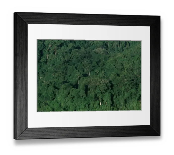 Framed Print : Remnants of the disappearing Lacandon Rainforest. ___________________________________ Framed Print : Remnants of the disappearing Lacandon Rainforest. ___________________________________