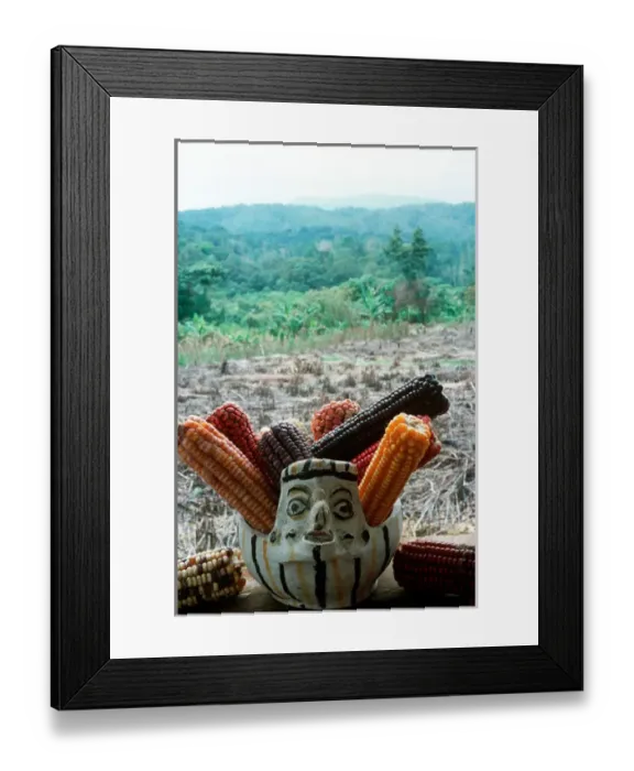 Framed Print : Varieties of corn that Lacandons have grown for millenia in their milpas Framed Print : Varieties of corn that Lacandons have grown for millenia in their milpas