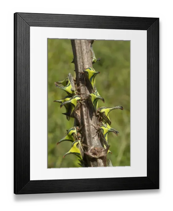 Framed Print : Thornhopper (Umbonia spinosa) mimics thorns on hostplant Framed Print : Thornhopper (Umbonia spinosa) mimics thorns on hostplant