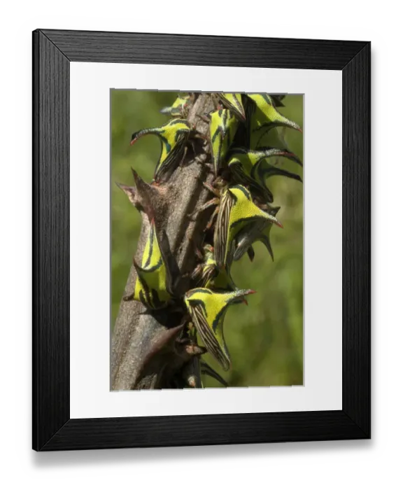 Framed Print : Thornhopper (Umbonia spinosa) mimics thorns on hostplant