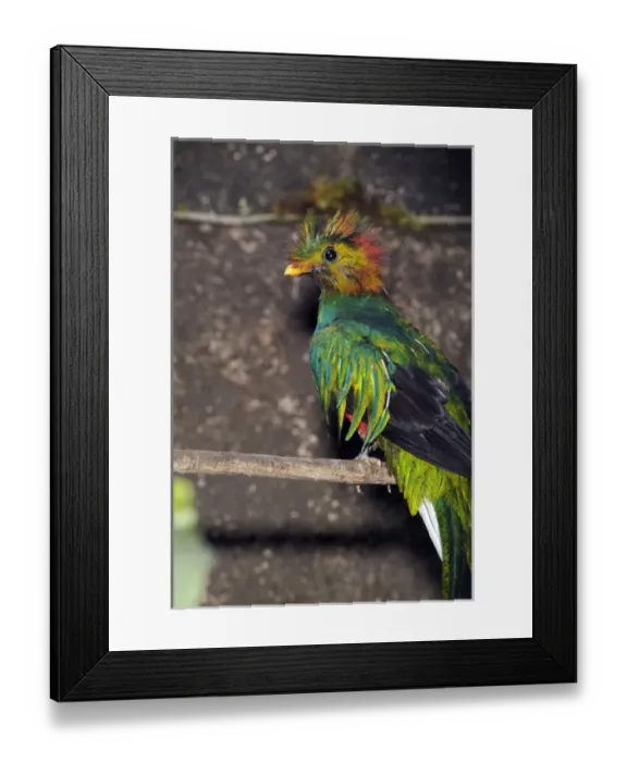Framed Print : The Resplendent Quetzal (Paromachrus mocinno) inhabits high altitude cloud forests Framed Print : The Resplendent Quetzal (Paromachrus mocinno) inhabits high altitude cloud forests