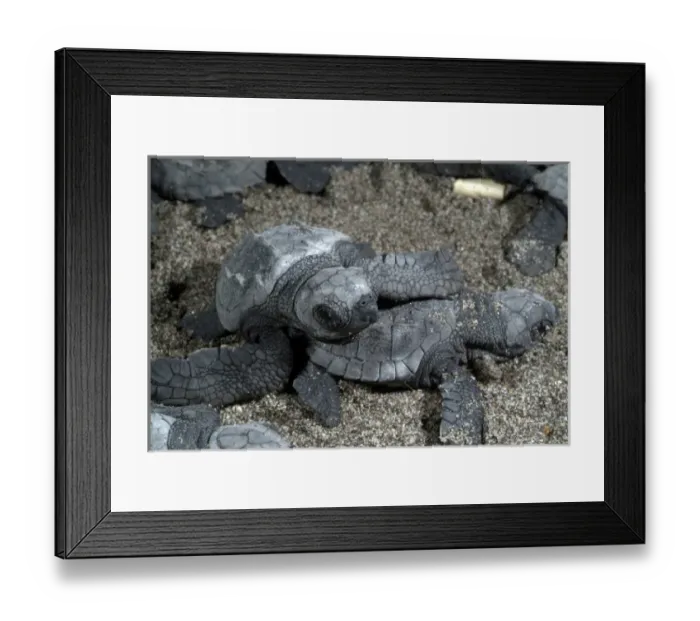Framed Print : Mexico, Chiapas, Boca del Cielo Turtle Research Station, Hatchling Olive Ridley sea Framed Print : Mexico, Chiapas, Boca del Cielo Turtle Research Station, Hatchling Olive Ridley sea