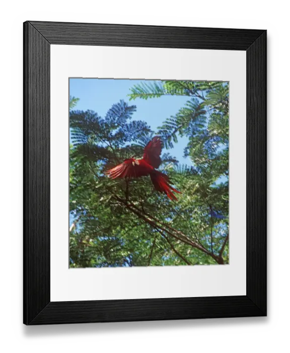 Framed Print : Scarlet Macaw (Ara macao), also known as Guacamaya or Lapa Roja, in the rainforest