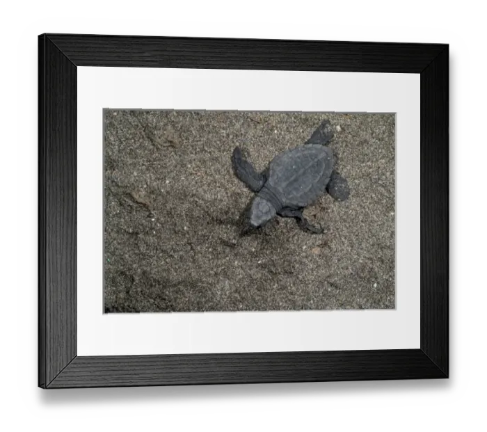 Framed Print : Mexico, Chiapas, Boca del Cielo Turtle Research Station, Hatchling Olive Ridley sea