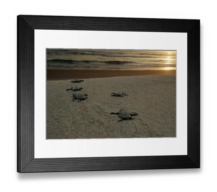 Framed Print : Mexico, Chiapas, Boca del Cielo Turtle Research Station, Olive Ridley sea turtle Framed Print : Mexico, Chiapas, Boca del Cielo Turtle Research Station, Olive Ridley sea turtle