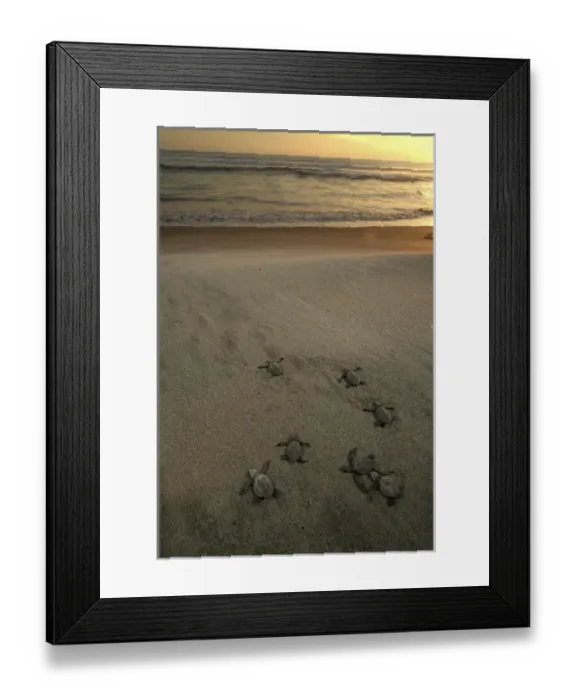 Framed Print : Mexico, Chiapas, Boca del Cielo Turtle Research Station, Olive Ridley sea turtle Framed Print : Mexico, Chiapas, Boca del Cielo Turtle Research Station, Olive Ridley sea turtle