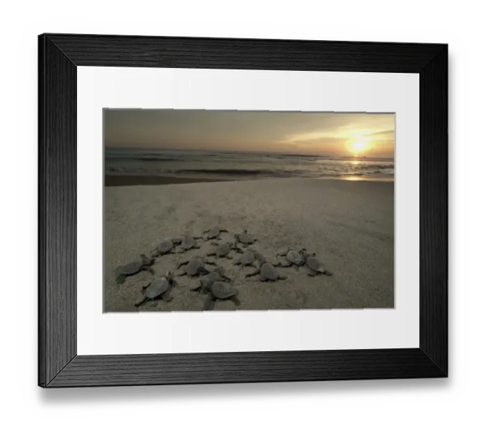 Framed Print : Mexico, Chiapas, Boca del Cielo Turtle Research Station, Olive Ridley sea turtle