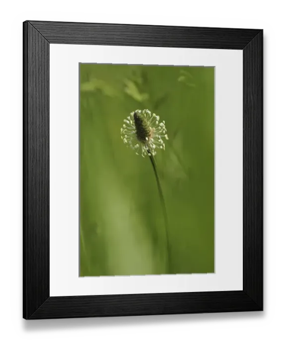 Framed Print : USA, Oregon, Portland. Close-up of plantain weed bloom in meadow. Credit as: Steve