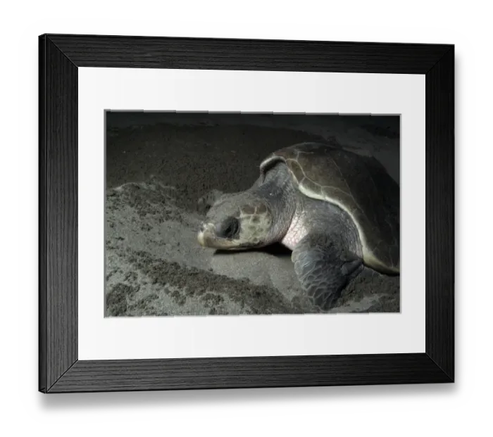 Framed Print : Mexico, Chiapas, Puerto Arista Turtle Research Station, Olive Ridley sea turtle Framed Print : Mexico, Chiapas, Puerto Arista Turtle Research Station, Olive Ridley sea turtle