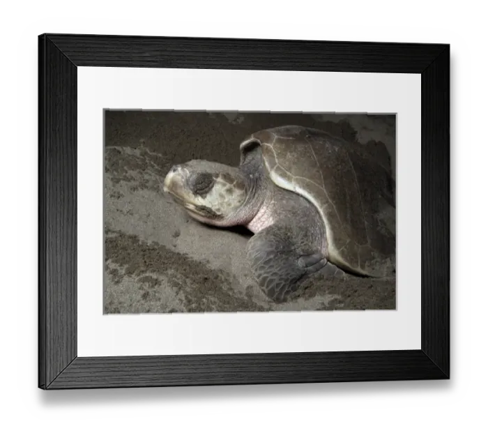 Framed Print : Mexico, Chiapas, Puerto Arista Turtle Research Station, Olive Ridley sea turtle Framed Print : Mexico, Chiapas, Puerto Arista Turtle Research Station, Olive Ridley sea turtle