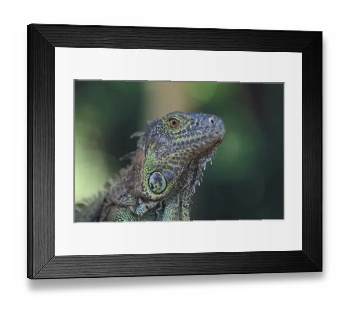 Framed Print : Mexico Green Iguana (Iguana iguana) Framed Print : Mexico Green Iguana (Iguana iguana)