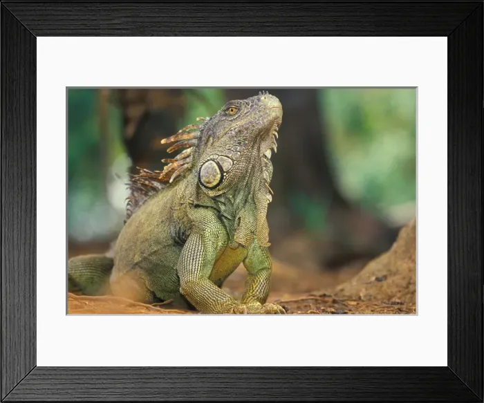 Framed Print : Mexico Green Iguana (Iguana iguana) Framed Print : Mexico Green Iguana (Iguana iguana)
