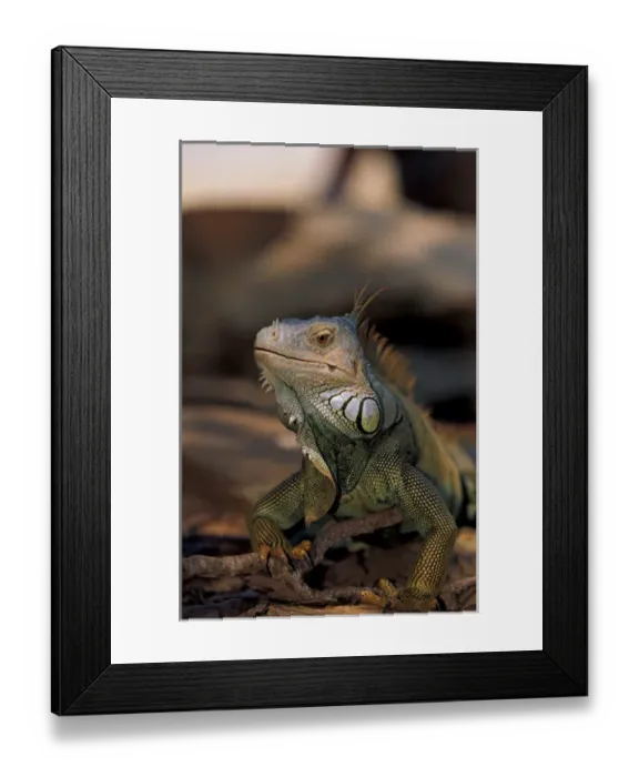 Framed Print : Mexico Green Iguana (Iguana iguana) Framed Print : Mexico Green Iguana (Iguana iguana)