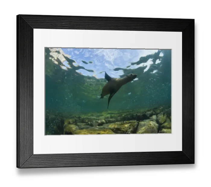 Framed Print : California Sea Lions (Zalophus californianus), Los Islotes Marine Preserve, Espiritu Santo Island