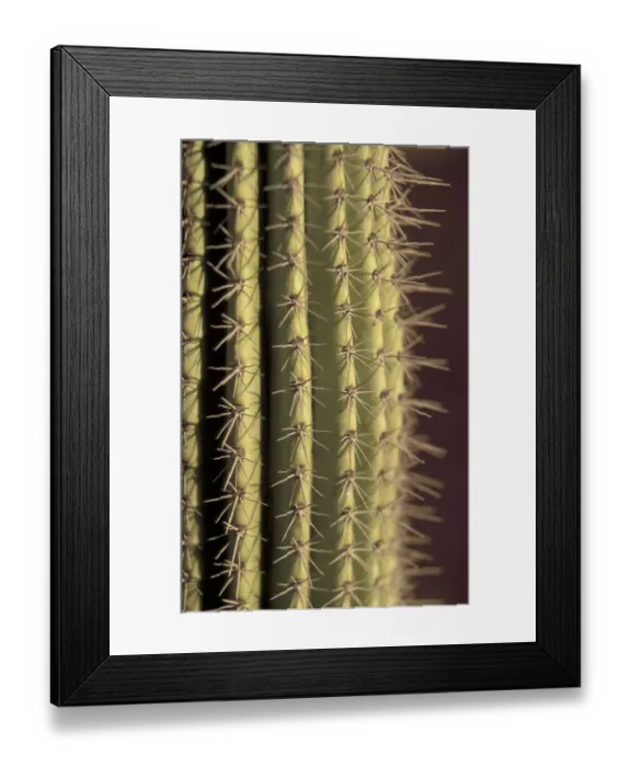 Framed Print : NA, Mexico, Baja Mexico, Cabo San Lucas Colorful cactus details Framed Print : NA, Mexico, Baja Mexico, Cabo San Lucas Colorful cactus details