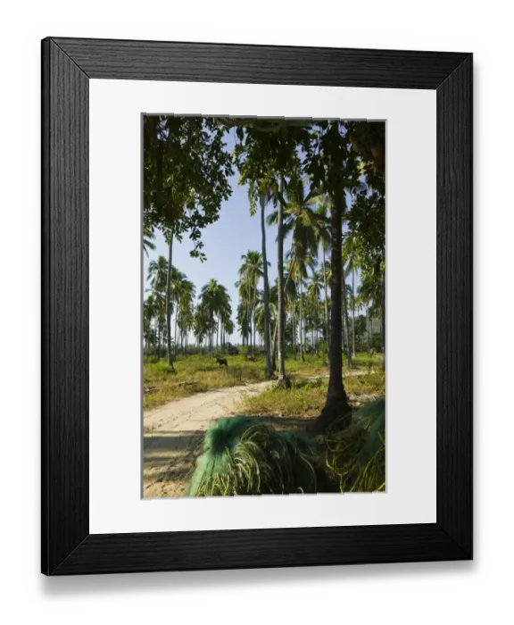 Framed Print : Mexico, Guerrero, Barra de Potosi. Palm Road