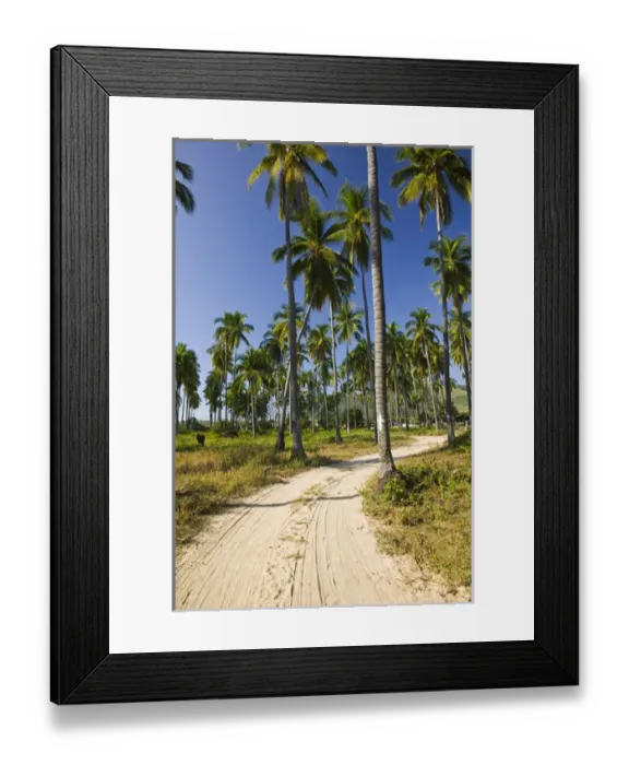 Framed Print : Mexico, Guerrero, Barra de Potosi. Palm Road Framed Print : Mexico, Guerrero, Barra de Potosi. Palm Road