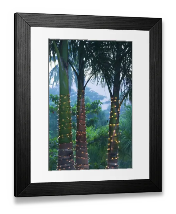 Framed Print : Mexico, Guerrero, Ixtapa. Hotel Palm with Lights / Dawn Framed Print : Mexico, Guerrero, Ixtapa. Hotel Palm with Lights / Dawn