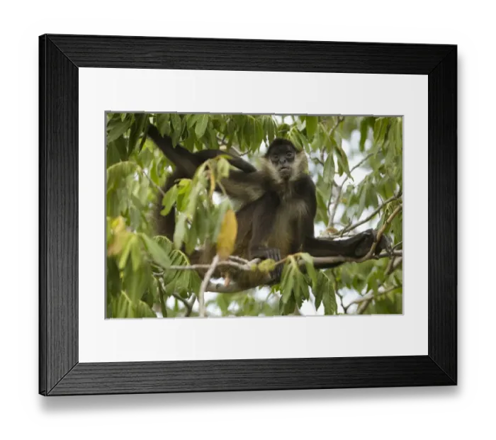 Framed Print : Central America, Nicaragua, Granada. Spider monkey (ateles geoffroyii) in tree Framed Print : Central America, Nicaragua, Granada. Spider monkey (ateles geoffroyii) in tree