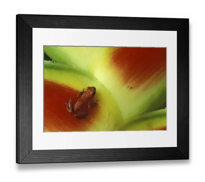 Framed Print : Central America, Panama Bocas del Toro Islands Strawberry poison dart frog Framed Print : Central America, Panama Bocas del Toro Islands Strawberry poison dart frog