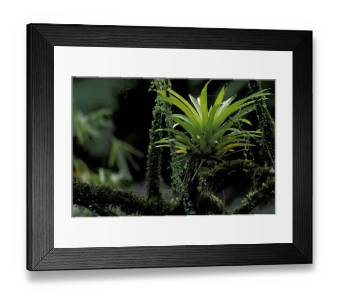 Framed Print : Panama, Tropical Rainforest. Bromeliad Framed Print : Panama, Tropical Rainforest. Bromeliad