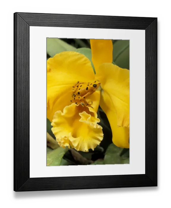 Framed Print : Panama, El Nispero Region. Golden Frog on Yellow Bird Orchid Framed Print : Panama, El Nispero Region. Golden Frog on Yellow Bird Orchid