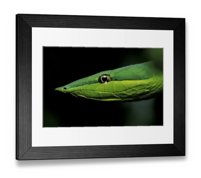 Framed Print : Central America, Panama, Barro Colorado Island Green vine snake (Oxybelis fulgidus) Framed Print : Central America, Panama, Barro Colorado Island Green vine snake (Oxybelis fulgidus)