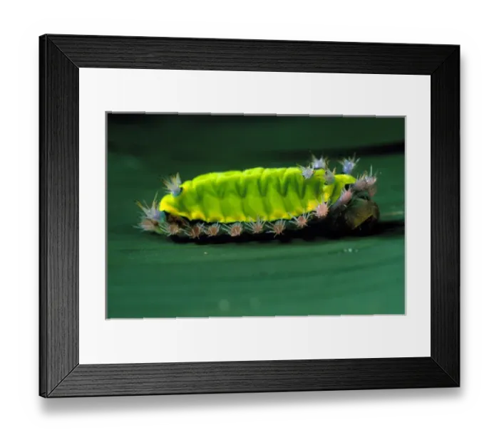 Framed Print : CENTRAL AMERICA, Panama, Borro Colorado Island Saddle-back caterpillar, which Framed Print : CENTRAL AMERICA, Panama, Borro Colorado Island Saddle-back caterpillar, which