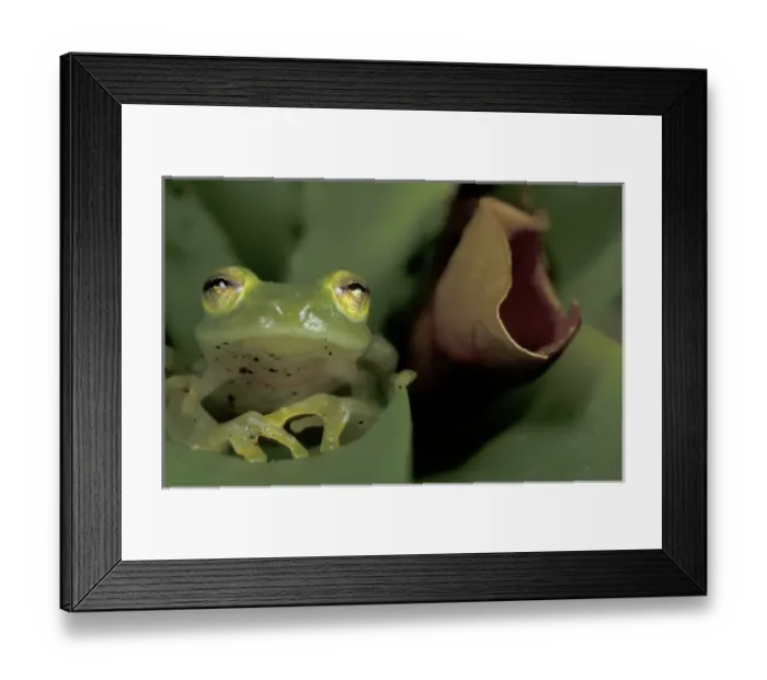 Framed Print : Central America, Panama, Barro Colorado Island Glass frog (Centrolenella colymbiphyllum)