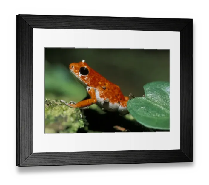 Framed Print : Central America, Panama, Bocas del Toro Strawberry frog; poison dart frog (Dendrobates Framed Print : Central America, Panama, Bocas del Toro Strawberry frog; poison dart frog (Dendrobates