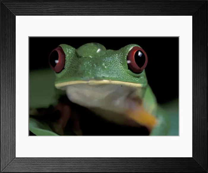 Framed Print : CA, Panama, Barro Colorado Red-eyed tree frog (Agalychris callidryas) Framed Print : CA, Panama, Barro Colorado Red-eyed tree frog (Agalychris callidryas)
