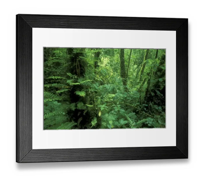 Framed Print : Central America, Panama, Chiriqui Province, Parque National de Amistad, Vulcano Baru Framed Print : Central America, Panama, Chiriqui Province, Parque National de Amistad, Vulcano Baru