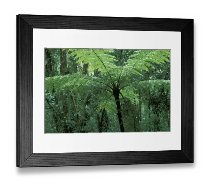 Framed Print : Central America, Panama, Chiriqui Province, Parque National de Amistad, Vulcano Baru Framed Print : Central America, Panama, Chiriqui Province, Parque National de Amistad, Vulcano Baru