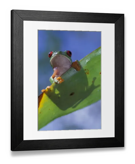 Framed Print : Central America, Panama, Barro Colorado Island Red-eyed tree frog (Agalychnis Framed Print : Central America, Panama, Barro Colorado Island Red-eyed tree frog (Agalychnis