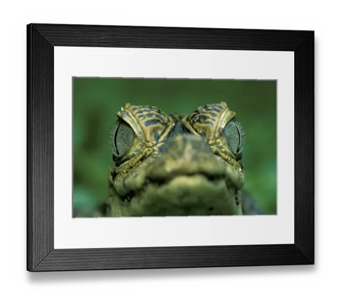 Framed Print : Central America, Panama, Barro Colorado Island Narrow-snouted spectacled caiman Framed Print : Central America, Panama, Barro Colorado Island Narrow-snouted spectacled caiman