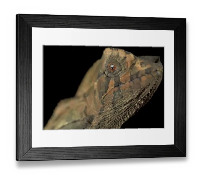 Framed Print : Central America, Panama, Barro Colorado Island Gombe lizard (Corytophaenes cristatus)