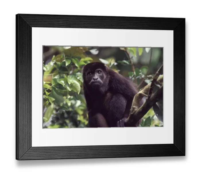 Framed Print : Central America, Panama, Barro Colorado Island Male black howler monkey (Alouatta Framed Print : Central America, Panama, Barro Colorado Island Male black howler monkey (Alouatta