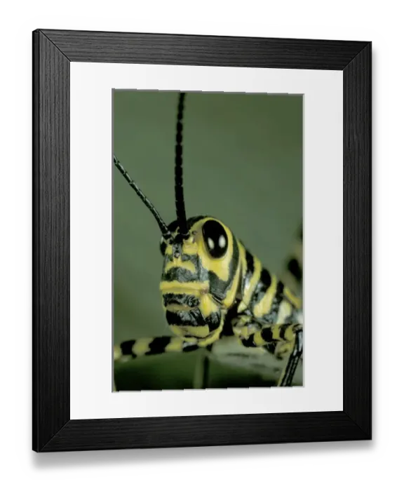 Framed Print : CA, Panama, Barro Colorado Island Black and yellow grasshopper